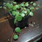 Peperomia rotundifolia Hoja