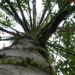 Casearia corymbosa 樹皮