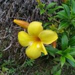 Allamanda catharticaFlower