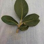 Salix atrocinerea Hostoa