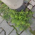 Dysphania pumilio Hábito