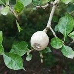 Gardenia volkensii Frucht