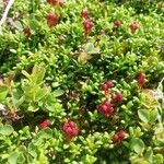 Kalmia procumbens 叶