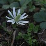 Anemone berlandieri 整株植物