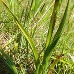 Anacamptis laxiflora Hoja