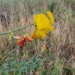 Crotalaria laburnifolia Flor