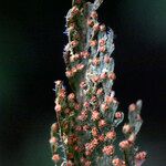 Hymenophyllum hirsutum 花