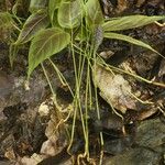 Spatholobus multiflorus Hábito