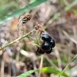 Rubus nemoralis Frukto