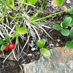 Gaultheria procumbens List
