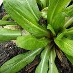 Isatis tinctoria Feuille