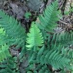 Dryopteris marginalis Leaf