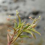 Veronica scutellata Leaf