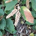 Flemingia strobilifera Fruit