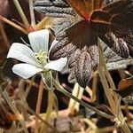 Geranium sessiliflorum