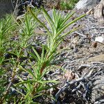 Trichostema parishii Celota