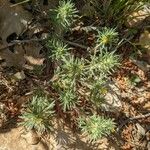Ajuga chamaepitys Hábito