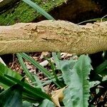 Rotheca myricoides बार्क (छाल)