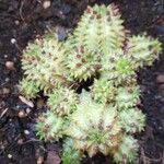 Euphorbia susannae Feuille