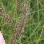Hordeum secalinum Flower