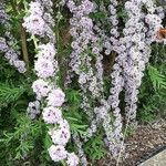 Buddleja alternifoliaFlor