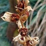 Dyckia remotiflora Fruto