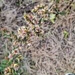 Leptospermum arachnoides