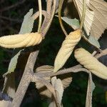 Helicteres baruensis Fruchs