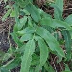 Dryopteris sieboldii Leaf