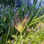 Bromus rubens ফল