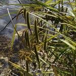 Carex pseudocyperus फल