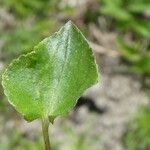 Viola rupestris Leaf