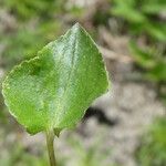 Viola rupestris Foglia