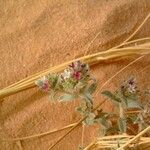 Echium horridum Traoù all