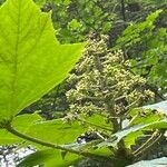 Oplopanax horridusBlomma