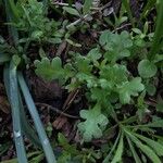 Nemophila spatulata List