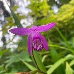 Bletilla striata 花