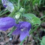 Campanula tracheliumBlüte