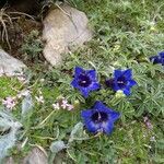 Gentiana acaulis Квітка