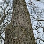 Quercus robur Bark