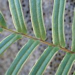 Pteris vittata Feuille