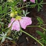 Malva alcea Kukka