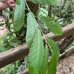 Castanea pumila 葉