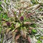 Pedicularis recutita Лист