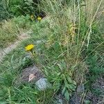 Crepis conyzifolia Habit