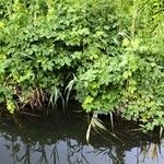 Humulus scandens Fulla