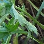 Aconitum variegatum पत्ता