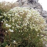 Saxifraga trifurcata Flower