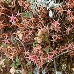 Sedum cespitosum Yaprak