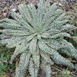 Echium asperrimum Leaf